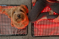 //jlrorwxhjpnrlq5p.ldycdn.com/cloud/lmBprKrjlpSRklmmkqnkkq/Topp-10-R&oslash;dlysterapi-For-Hund-Produsenter-Globale.jpg